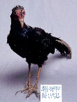 藍腹鷴藏品圖，第3張